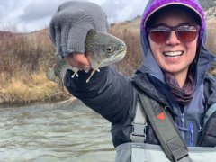 GALLATINRIVERBROWNTROUT1