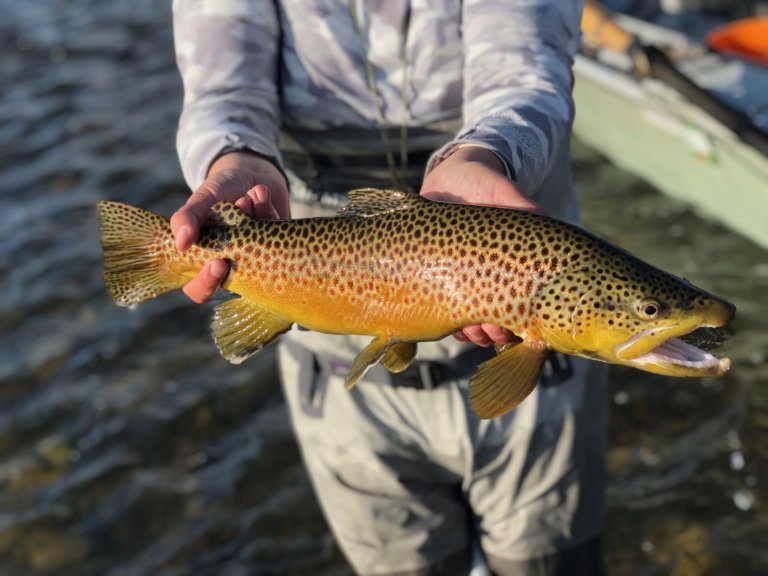 MADISONRIVERBROWNTROUT12