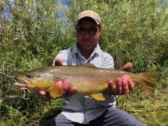 MADISONRIVERBROWNTROUT2