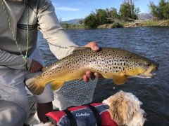 MADISONRIVERBROWNTROUT4